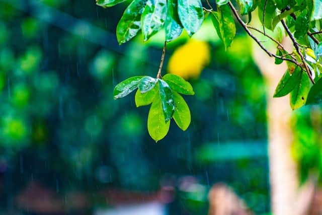 Runner in the rain on wet leaves