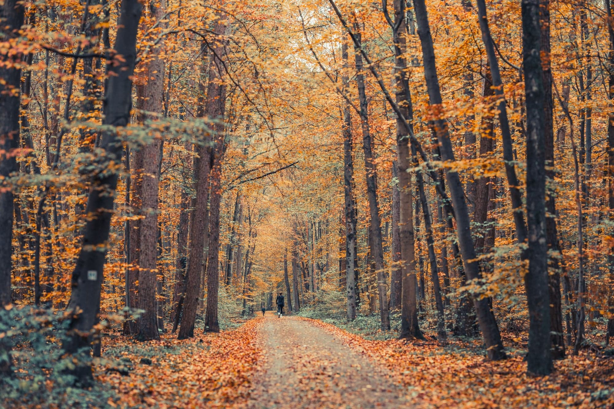 Jogger on a path through an autumn forest