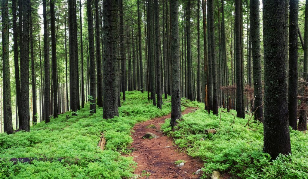 Beautiful evergreen forest with pine trees and trail
